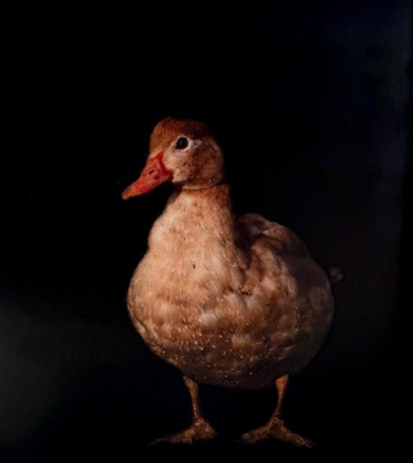 Dawne Raulet
