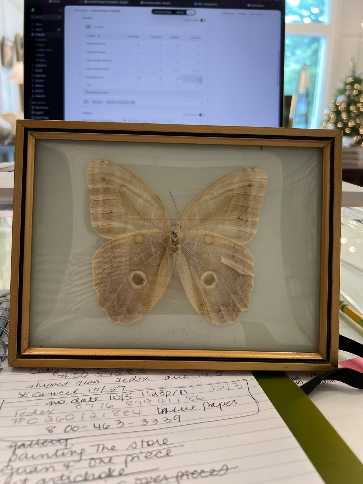 Framed Vintage Tan Butterfly