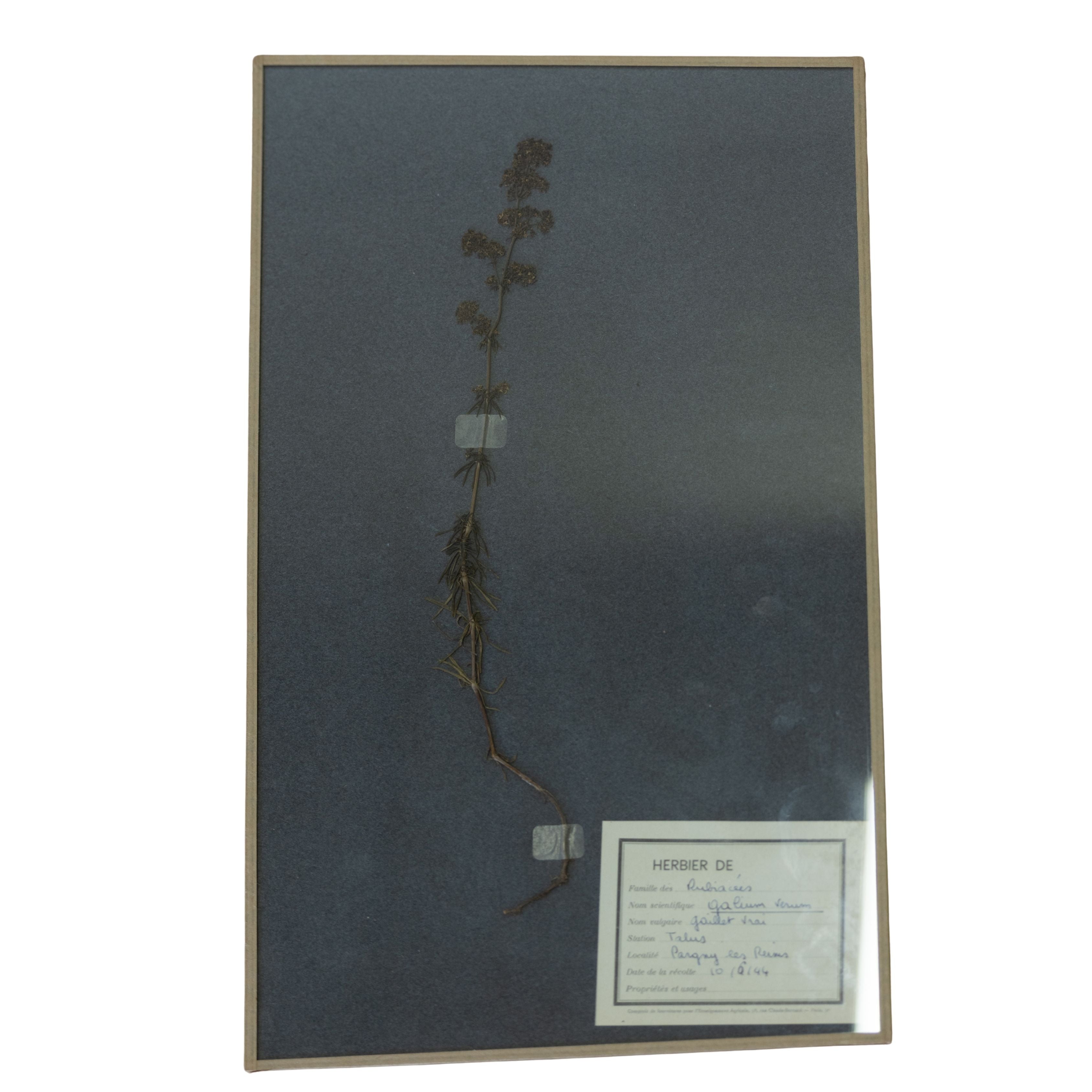 Vintage Botanicals on Gray Background