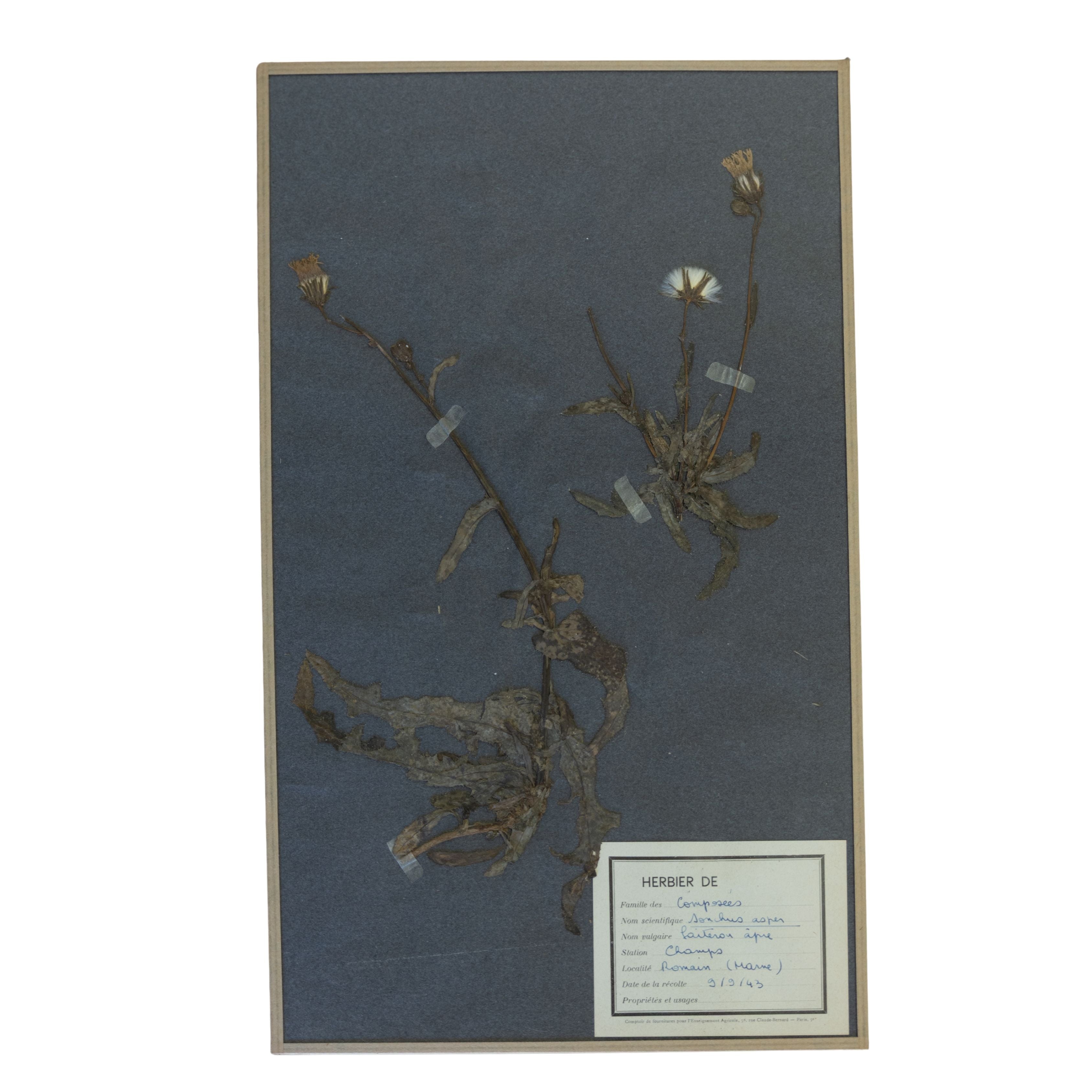 Vintage Botanicals on gray background