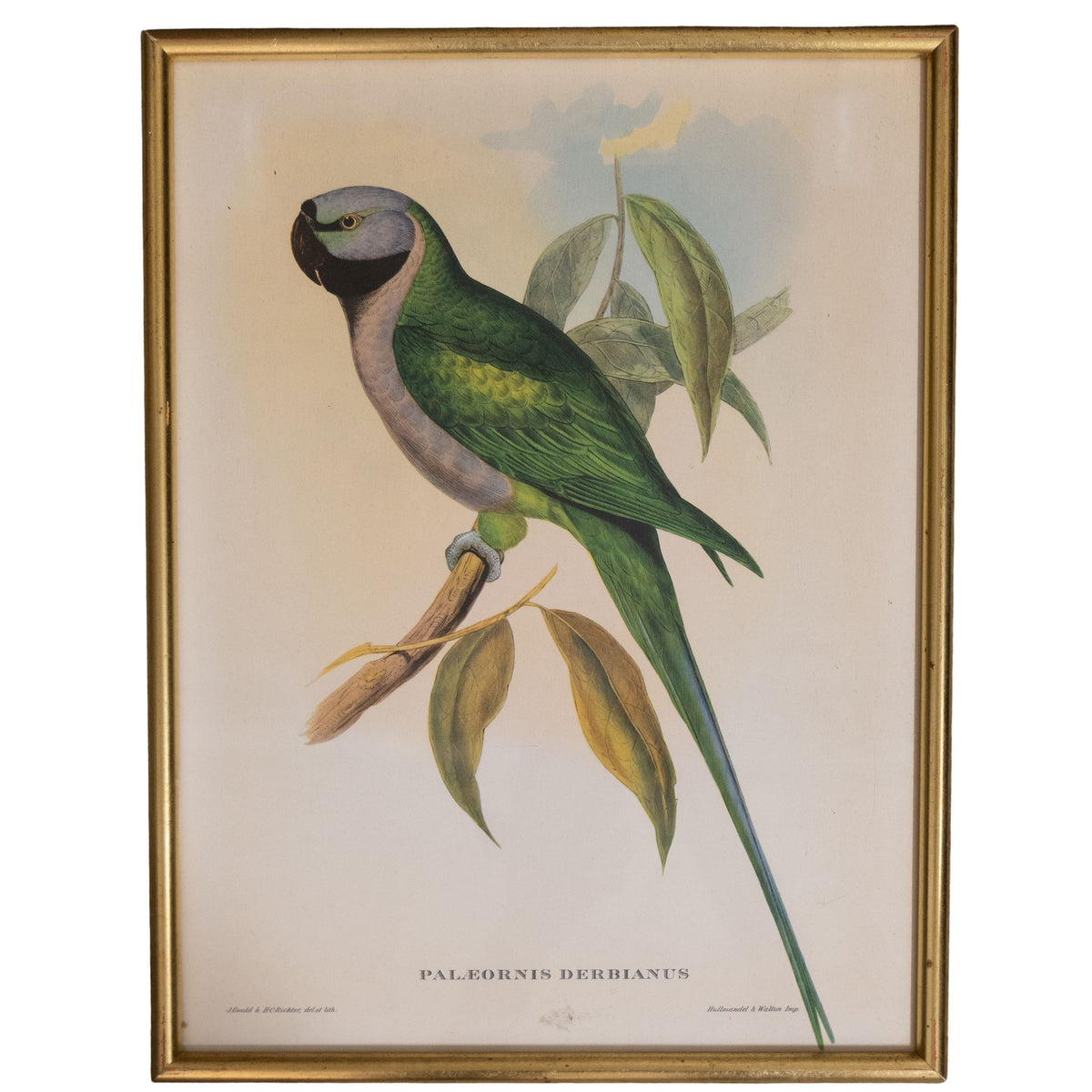 19th C Bird Engraving 1880s Palaeornis Green Parakeet