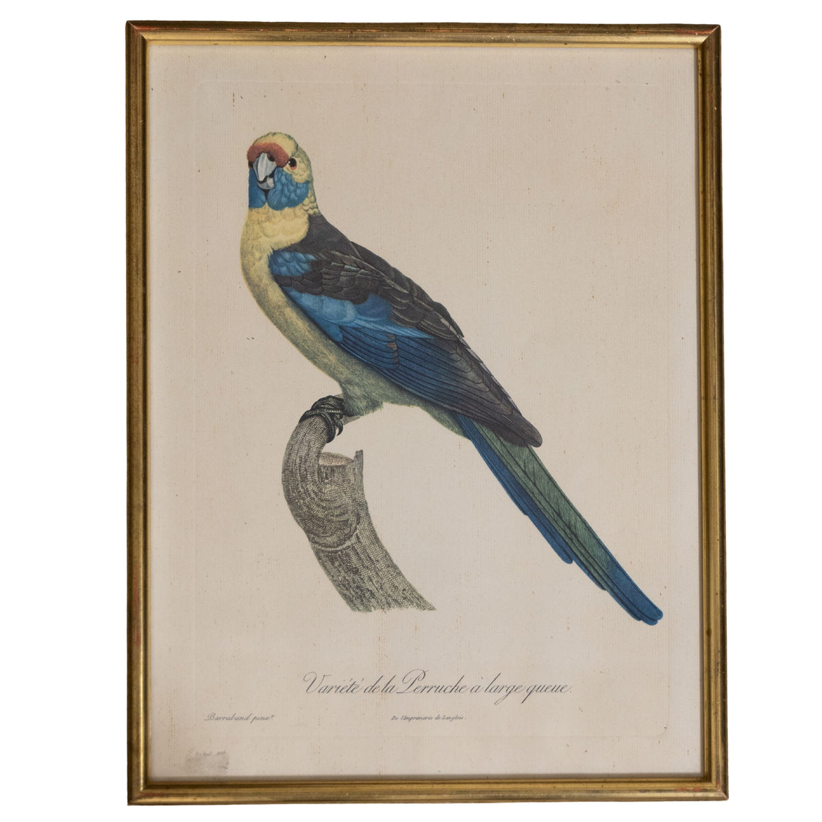 19th C Bird Engraving 1880s Perruche Parakeet