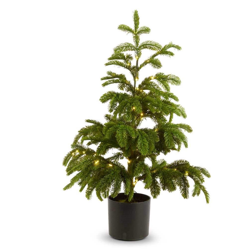 36" Potted Norfolk Pine Tree