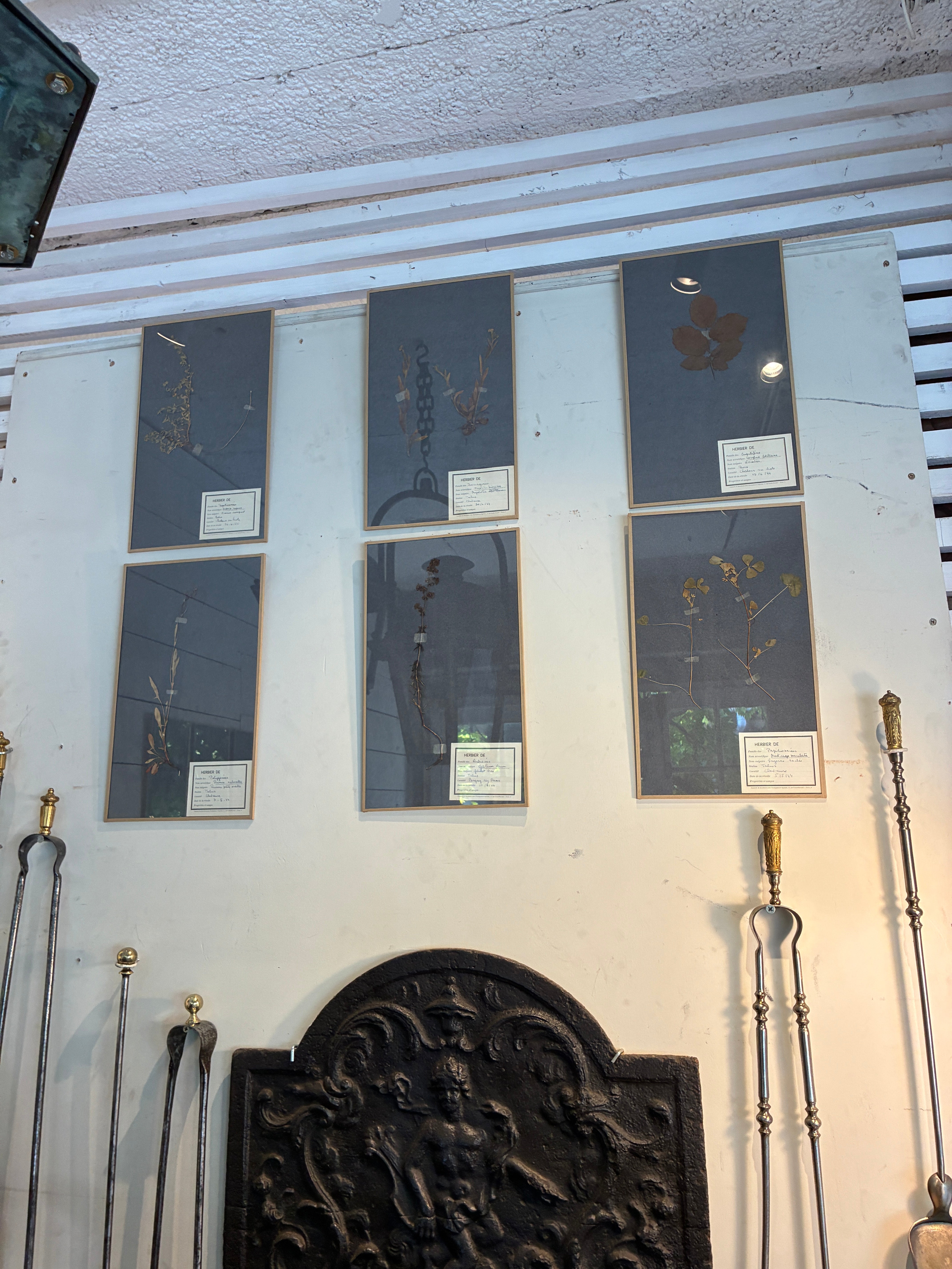 Antique Botanicals on gray background