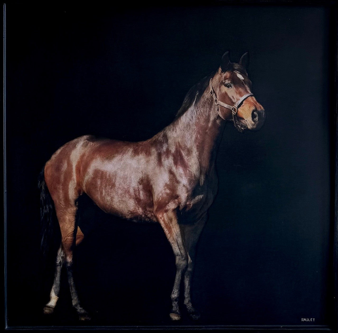 Dawne Raulet - Mane Event (36 x 36)