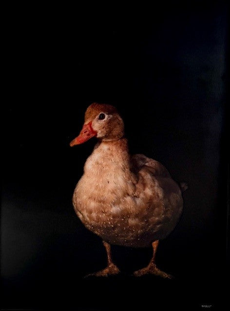 Dawne Raulet - Sir Quacks (48 x 36)