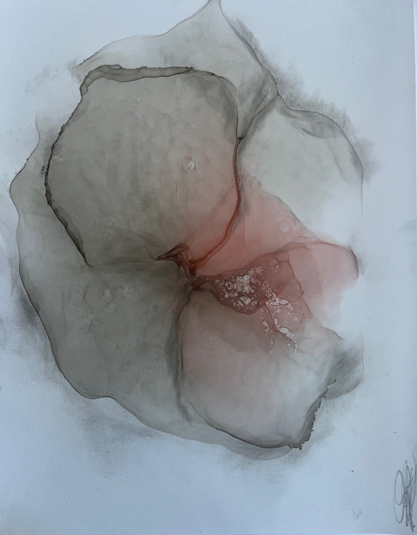 Shirley Lewis - In Blush (11 x 8.5)