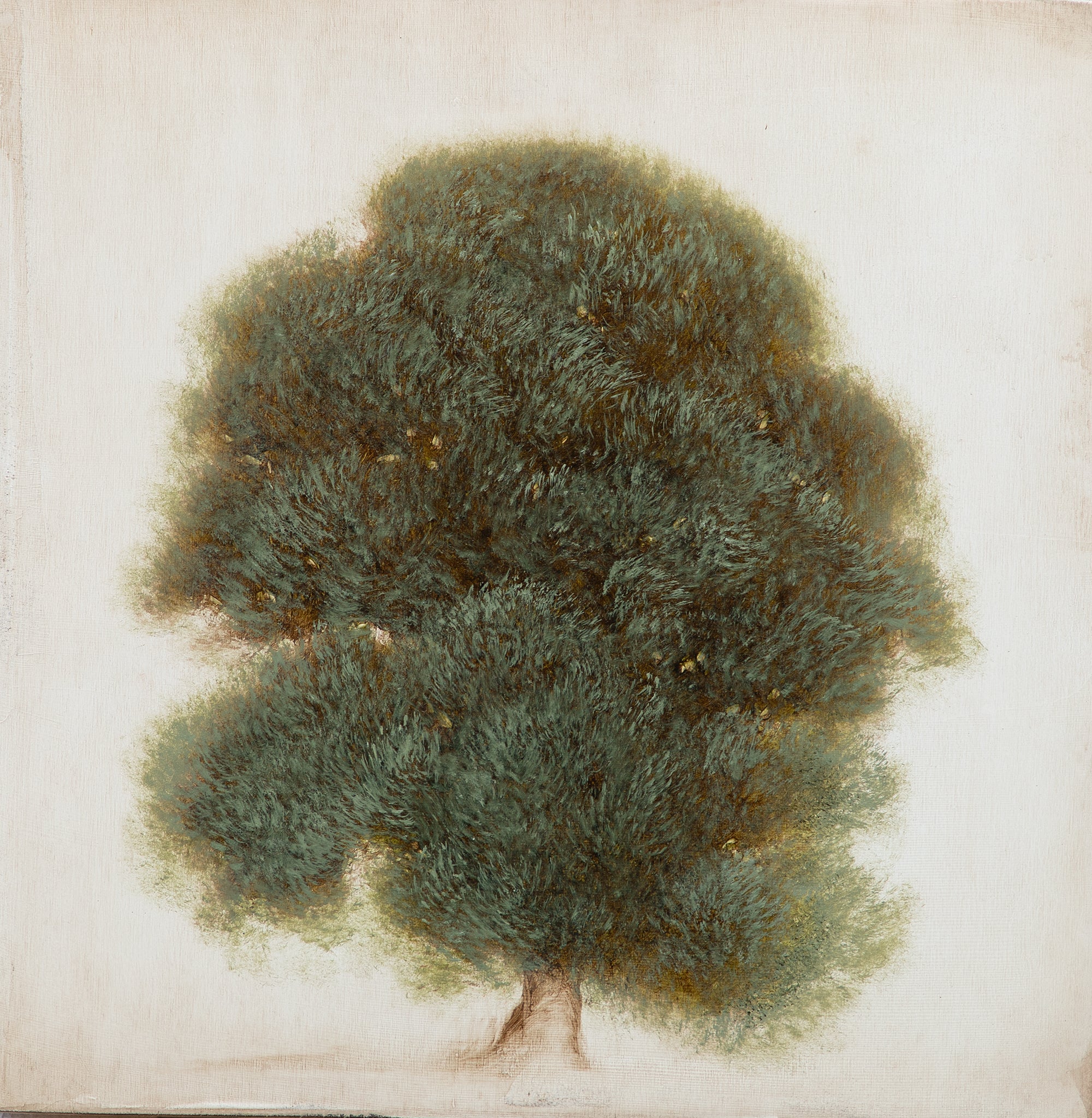 Jessica Pisano - Old Oak II (12 x 12)