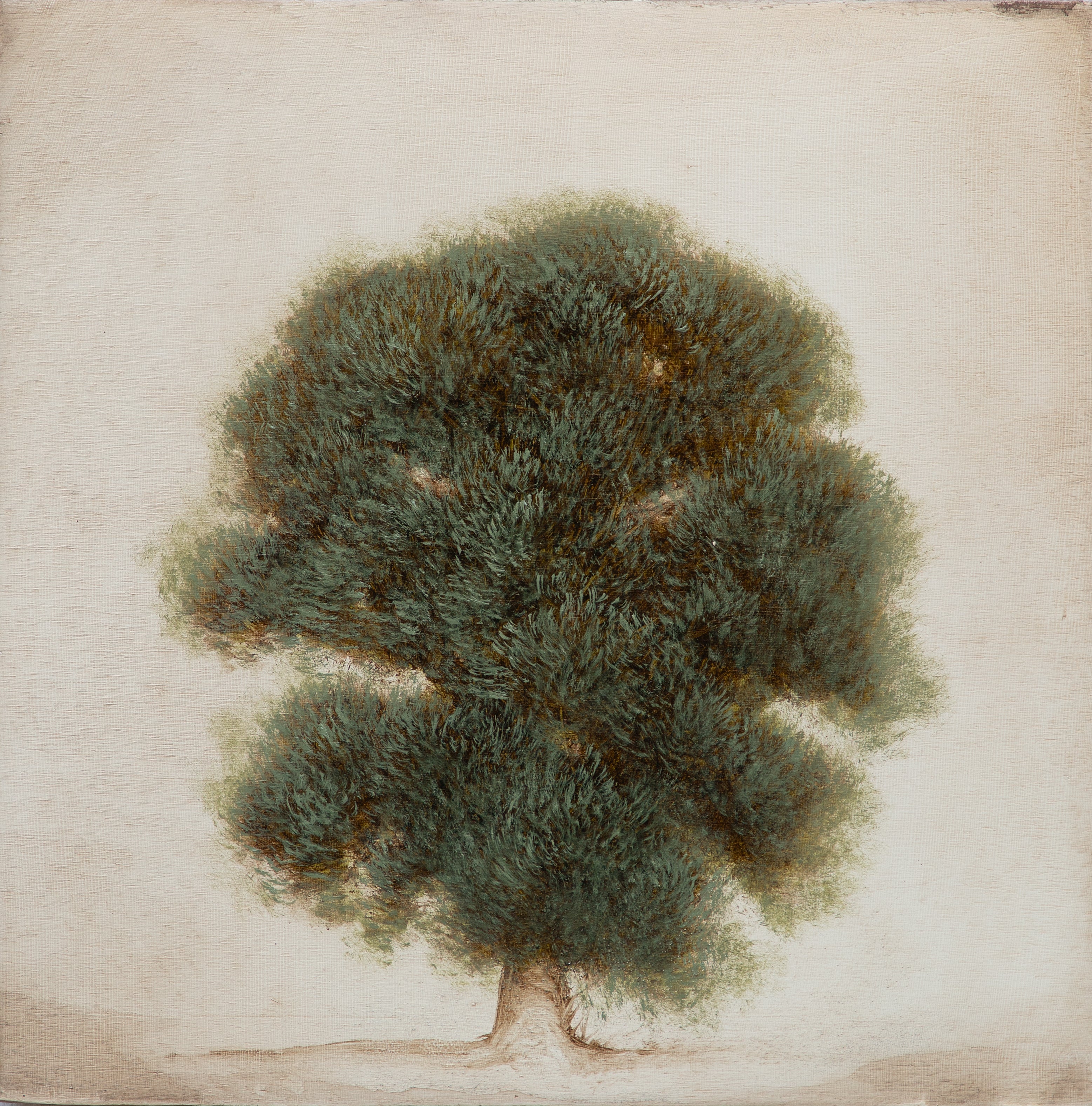 Jessica Pisano - Old Oak I (12 x 12)