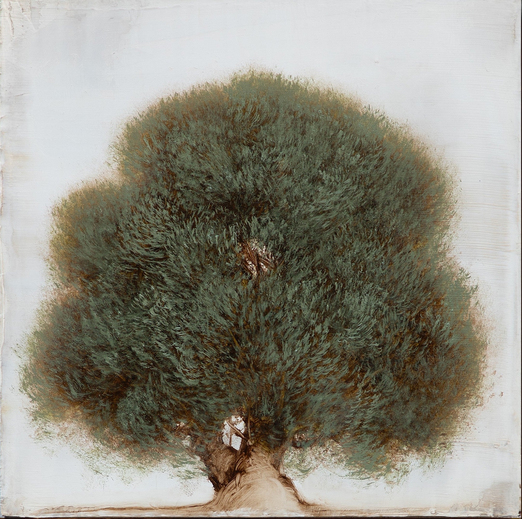 Jessica Pisano - Old Olive (8 x 8)