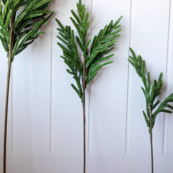 Medium Norfolk Pine Stem