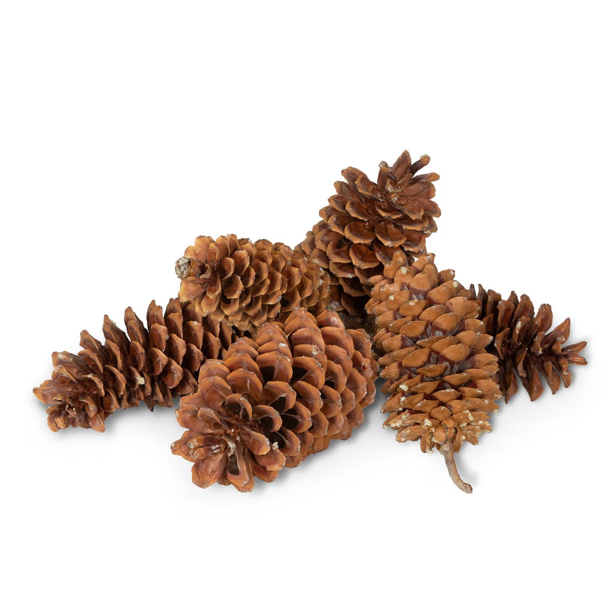 Sugar Pine Cone