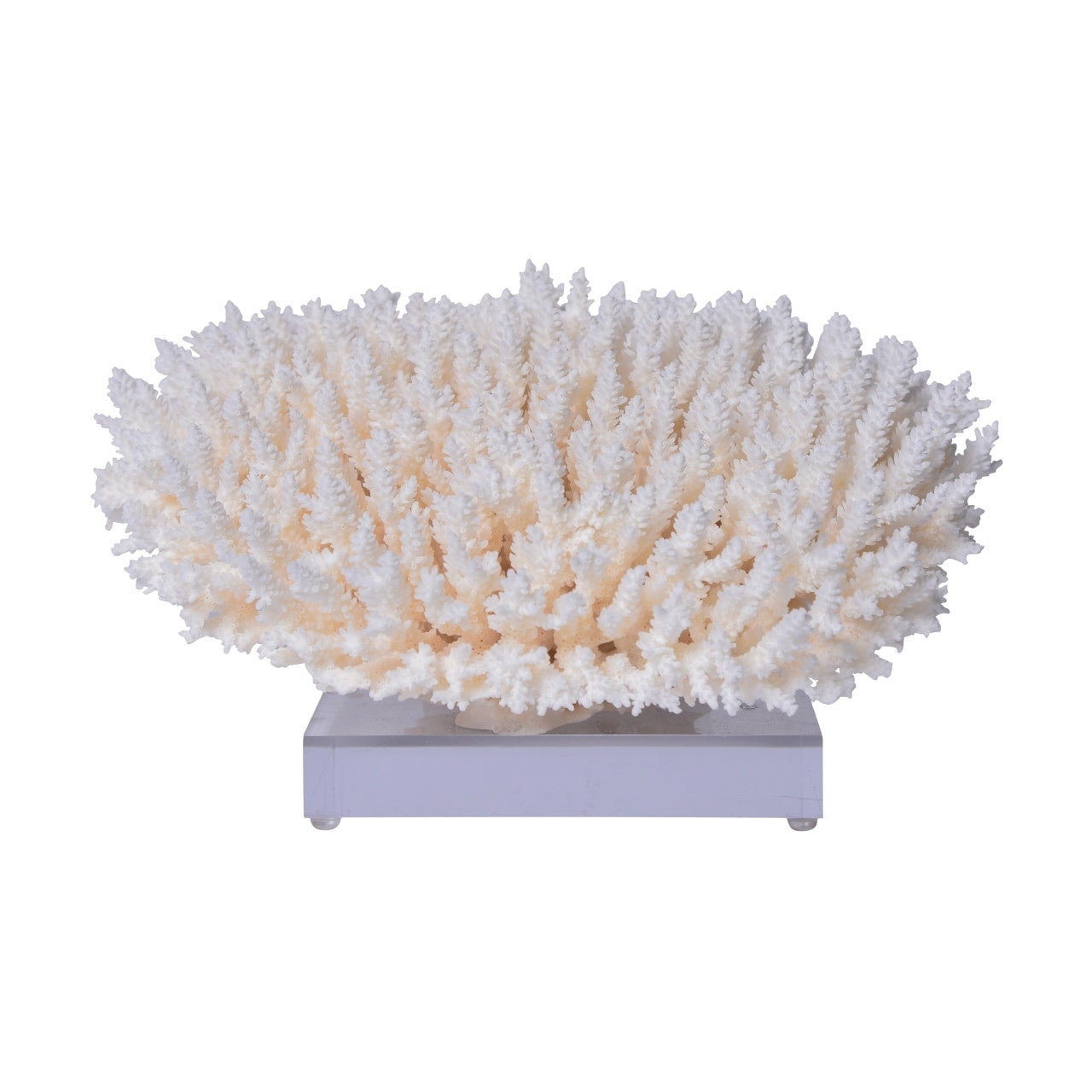 Table Coral on Acrylic Base