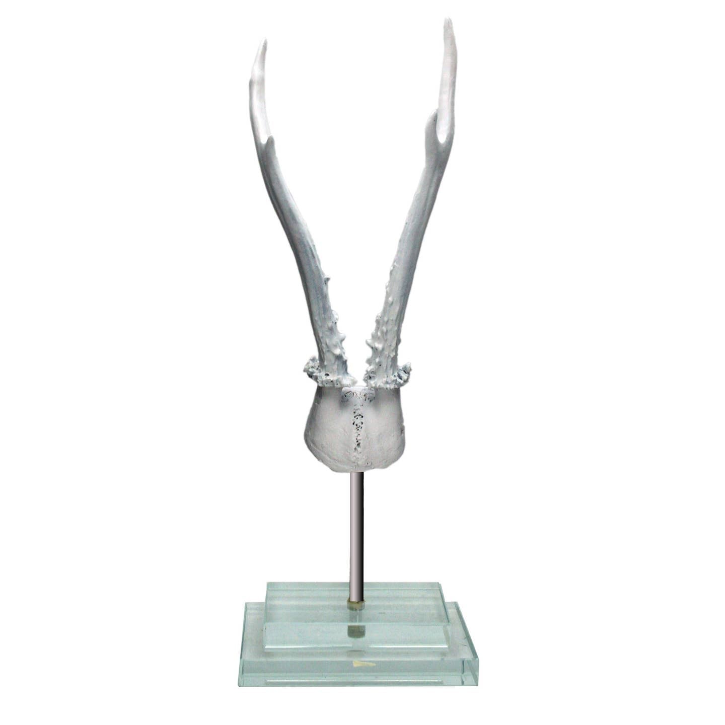 White Antler on Glass Base