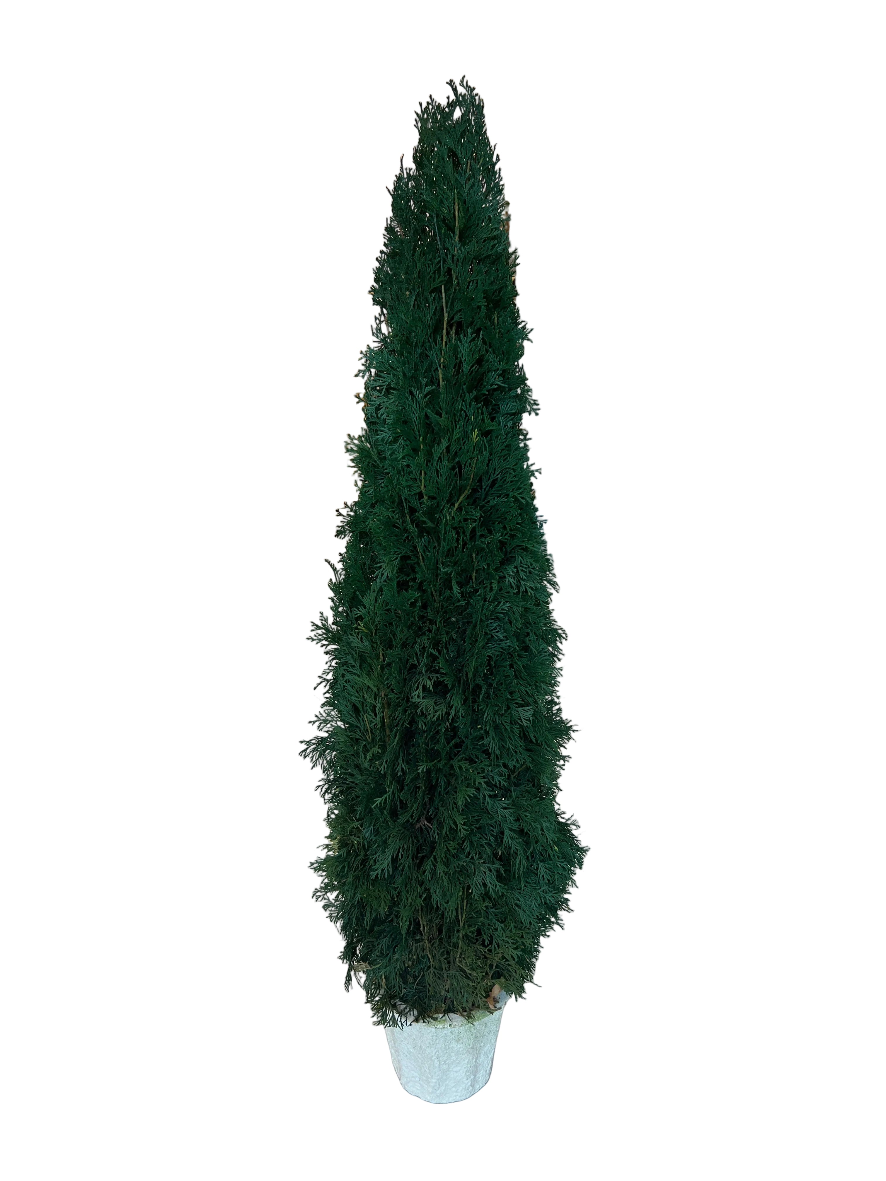 50" Emerald Green Preserved Arborvitae Plant