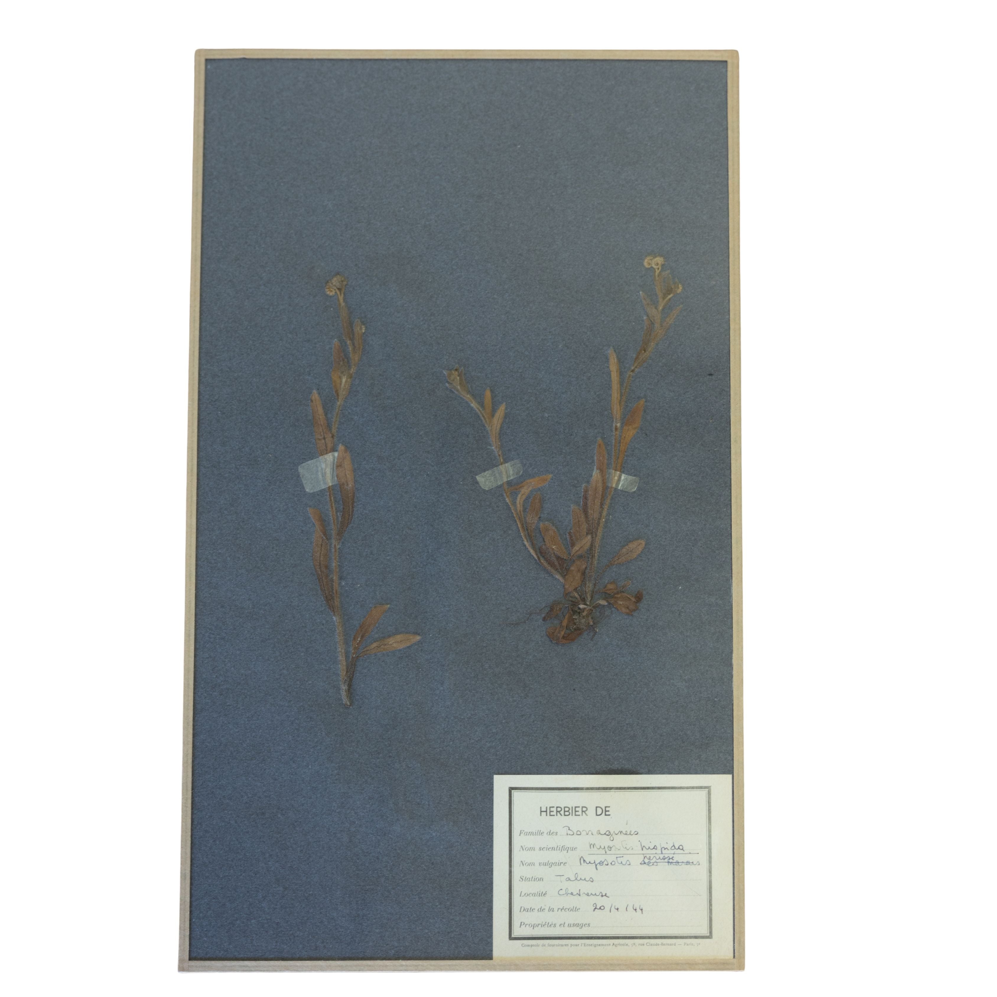 Vintage Botanicals on Gray Background