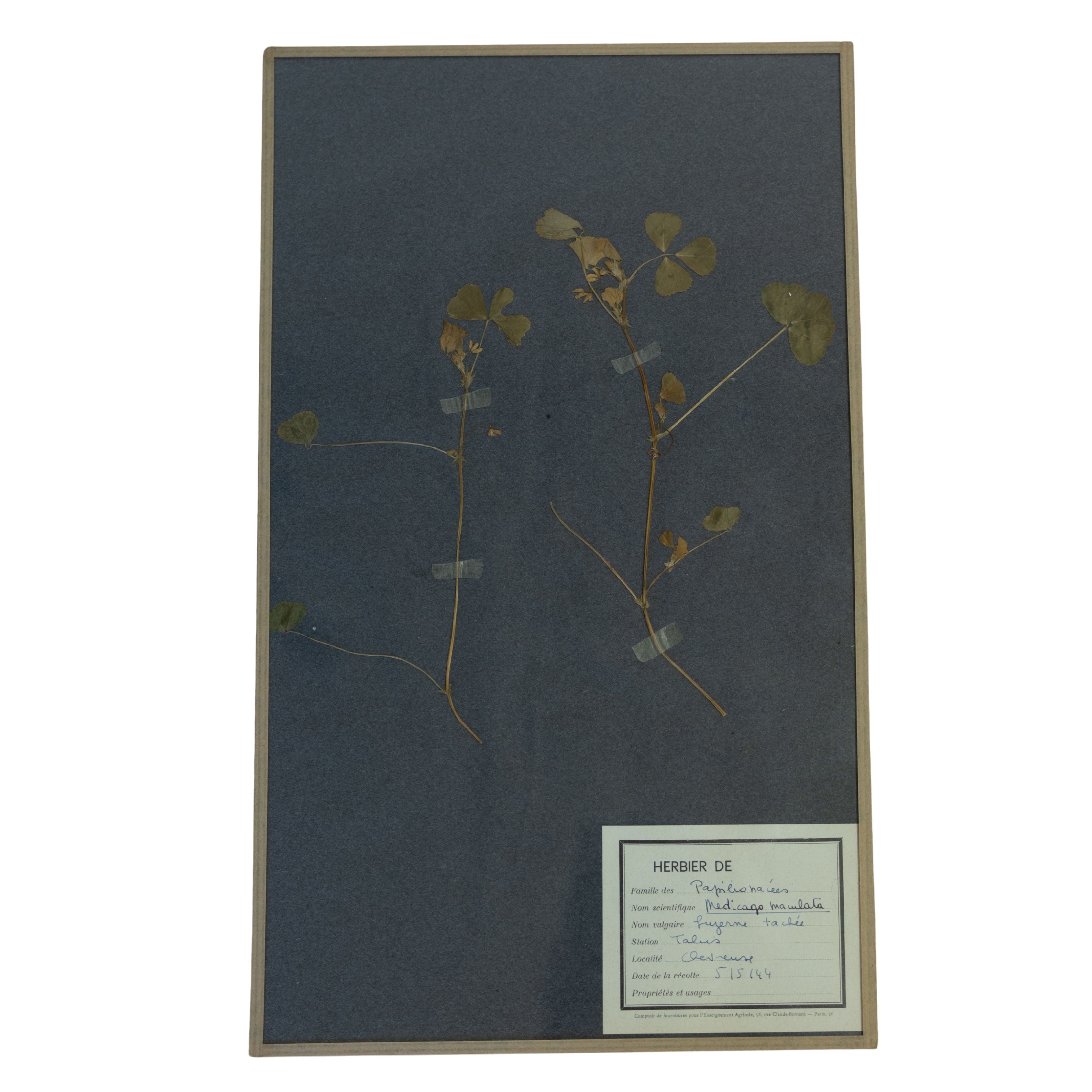 Vintage Botanicals on gray background