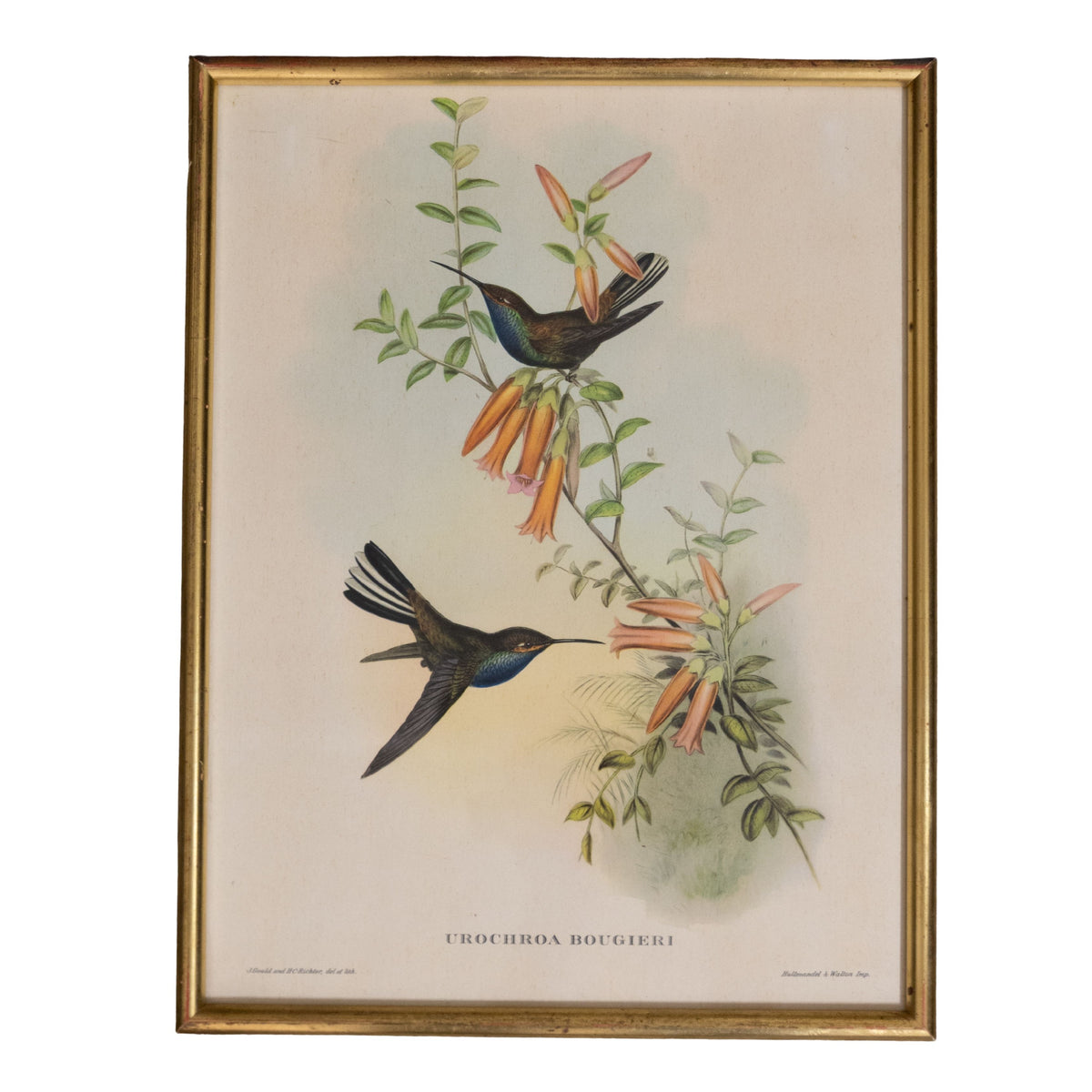 19th C Bird Engraving 1880s Urochroa