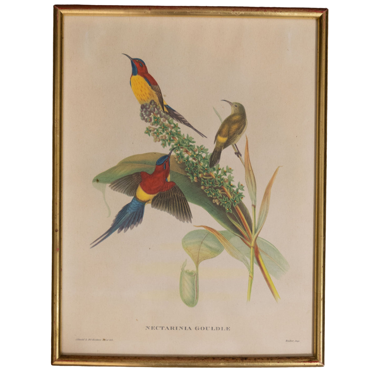 19th C Bird Engraving 1880s Nectarine