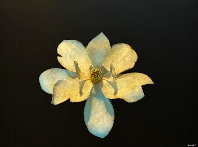 Dawne Raulet - Magnolia at Midnight (30 x 40)