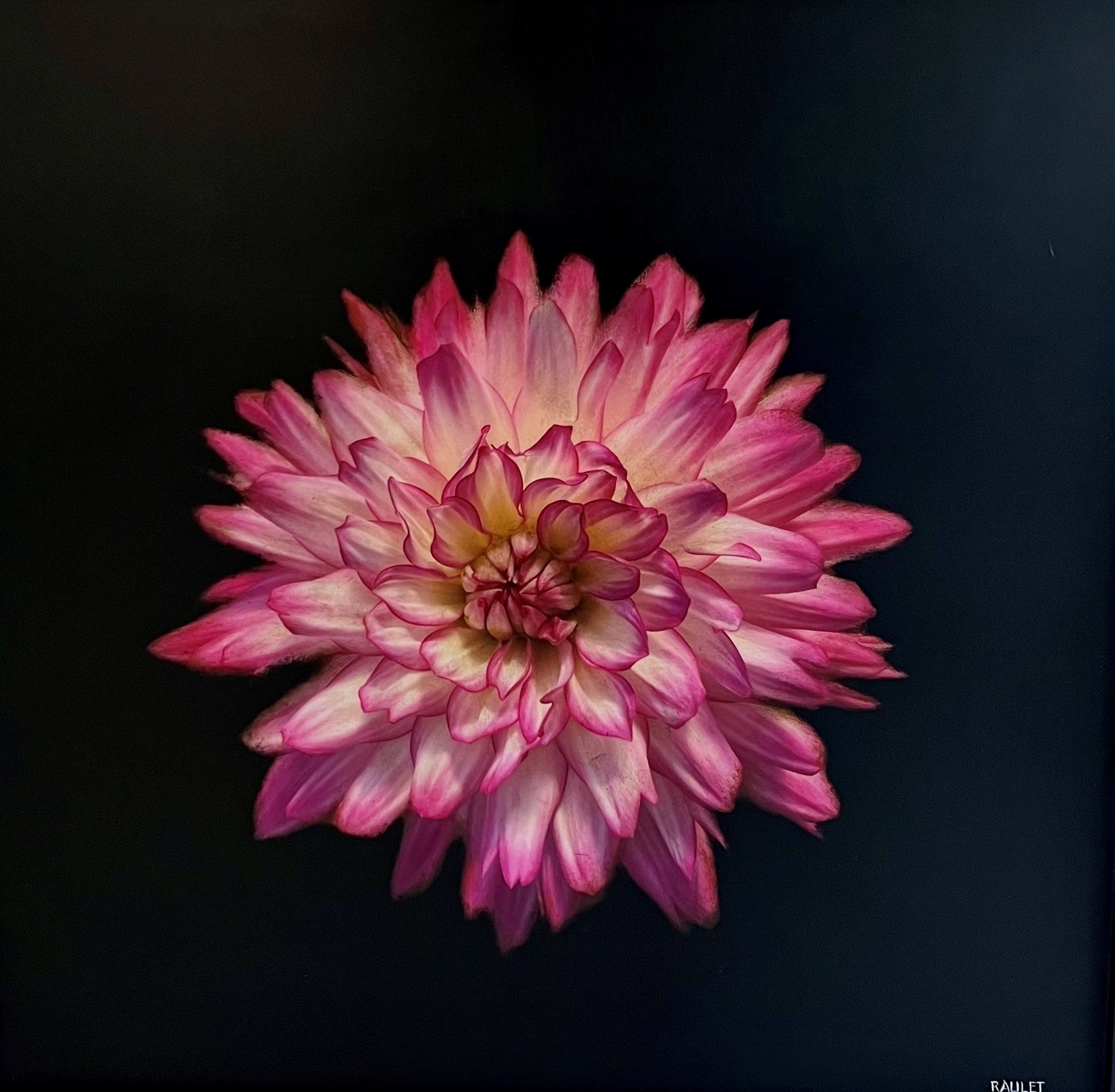 Dawne Raulet - Dahlia Delight (32 x 32)