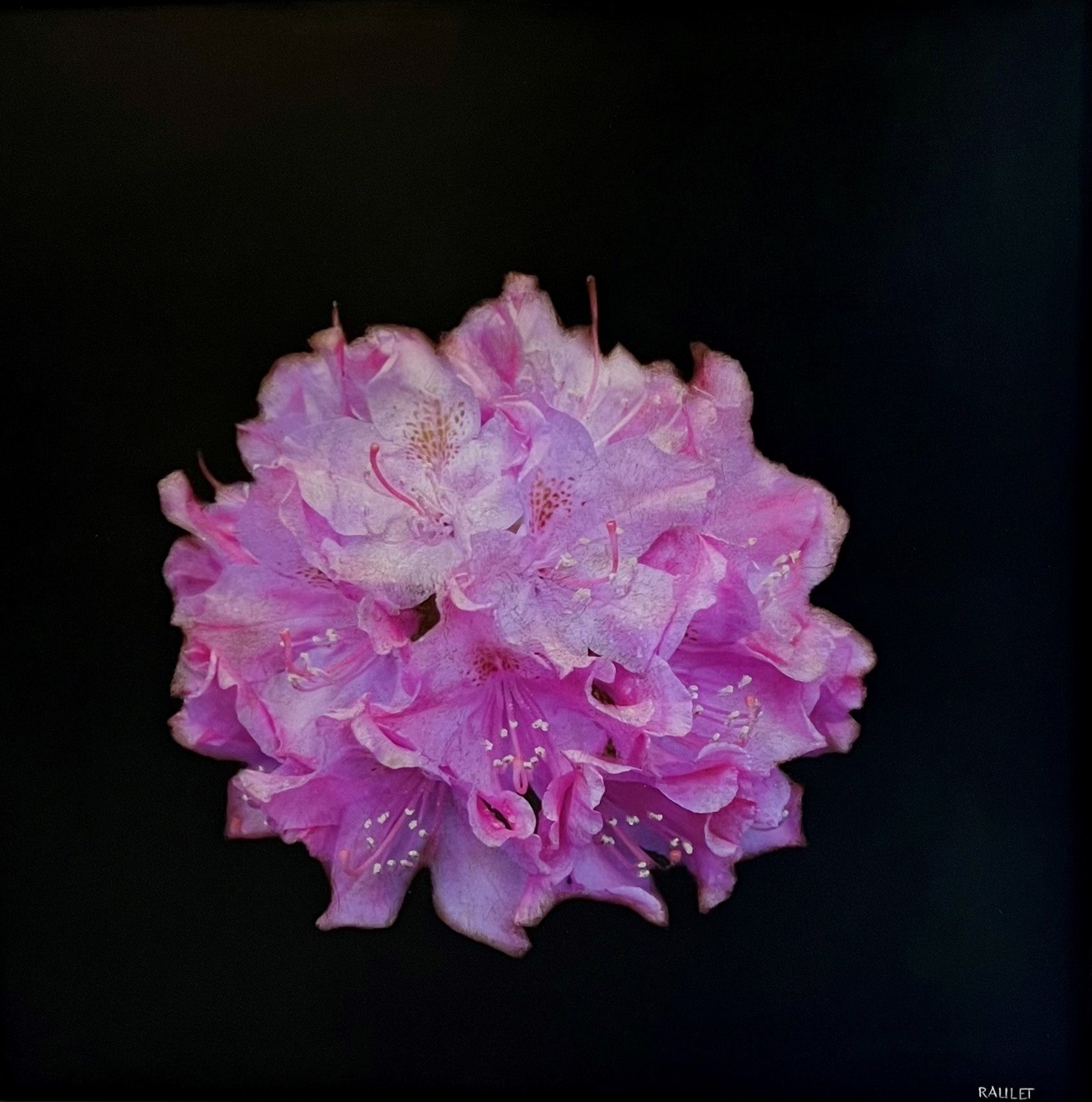 Dawne Raulet - Amen Azalea (32 x 32)