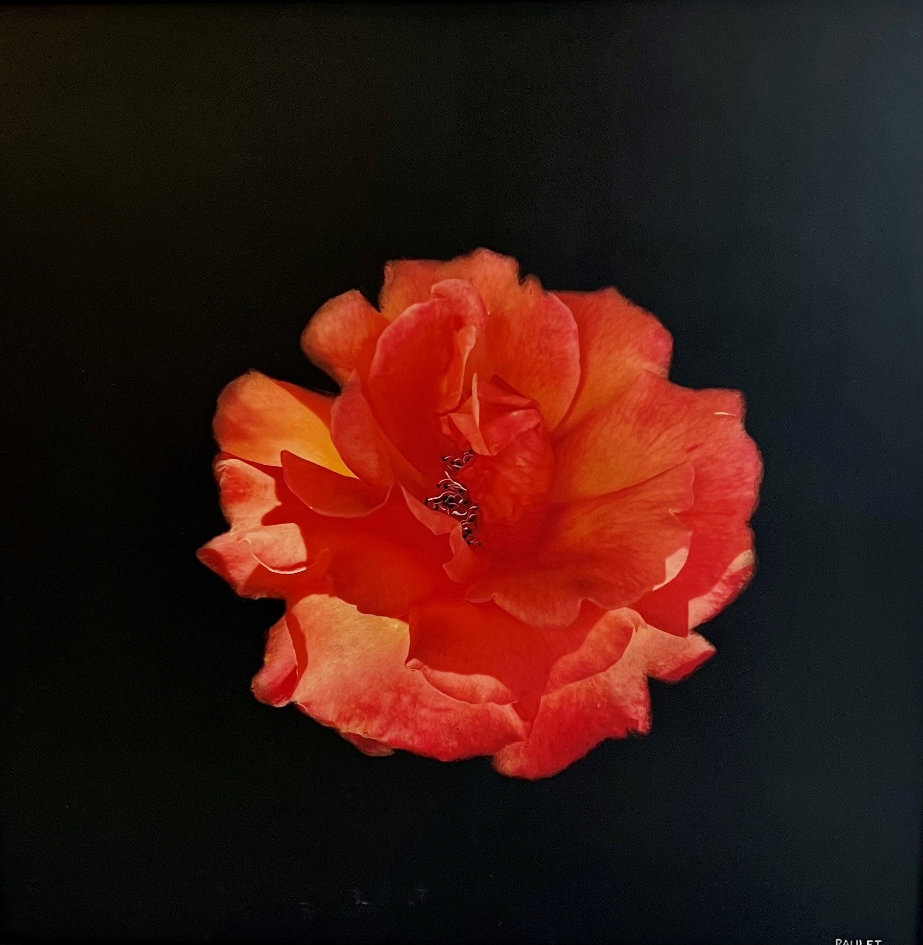 Dawne Raulet - Beach Bloom (34 x 34)