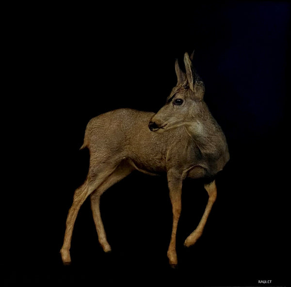 Dawne Raulet - Doe A Deer (38 x 38)