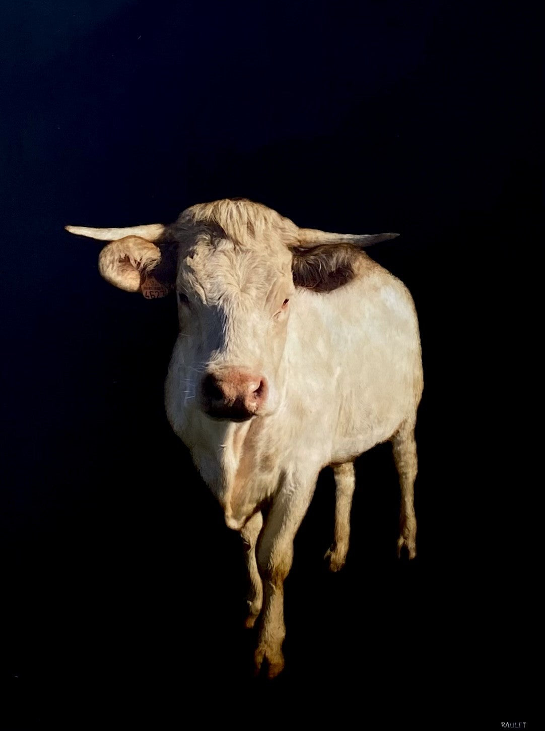 Dawne Raulet - Moo-d Swing (48 x 36)