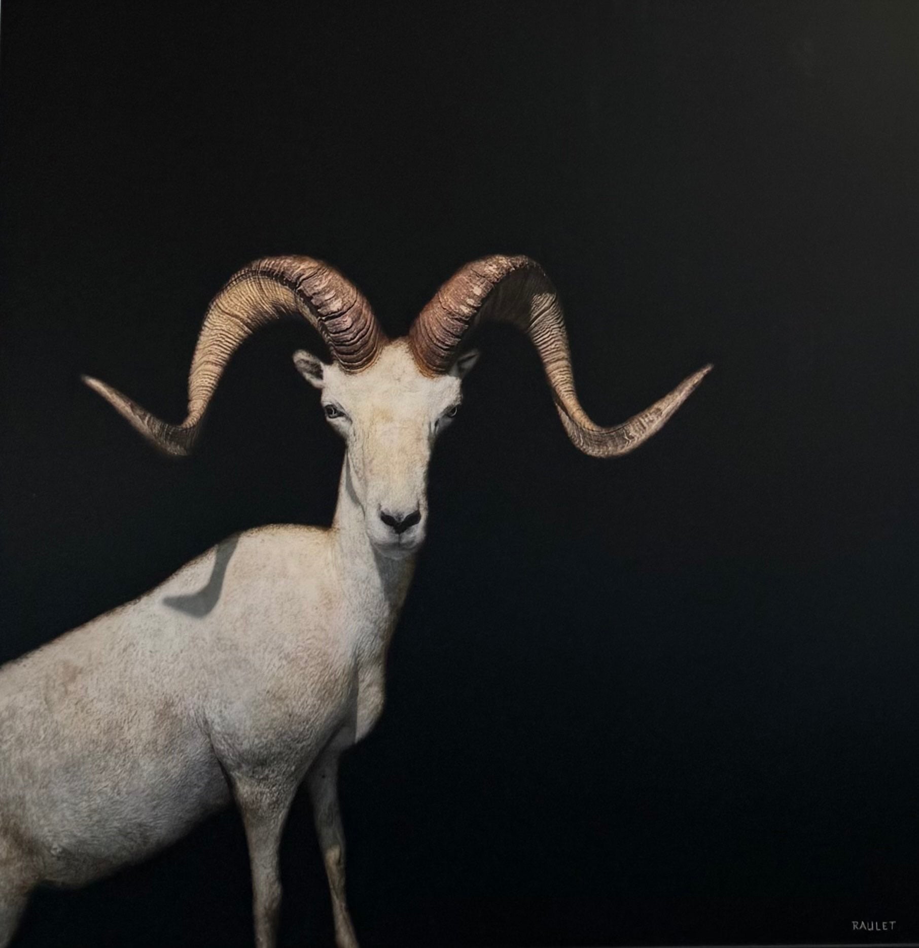 Dawne Raulet - Baa-d to the Bone (40 x 40)