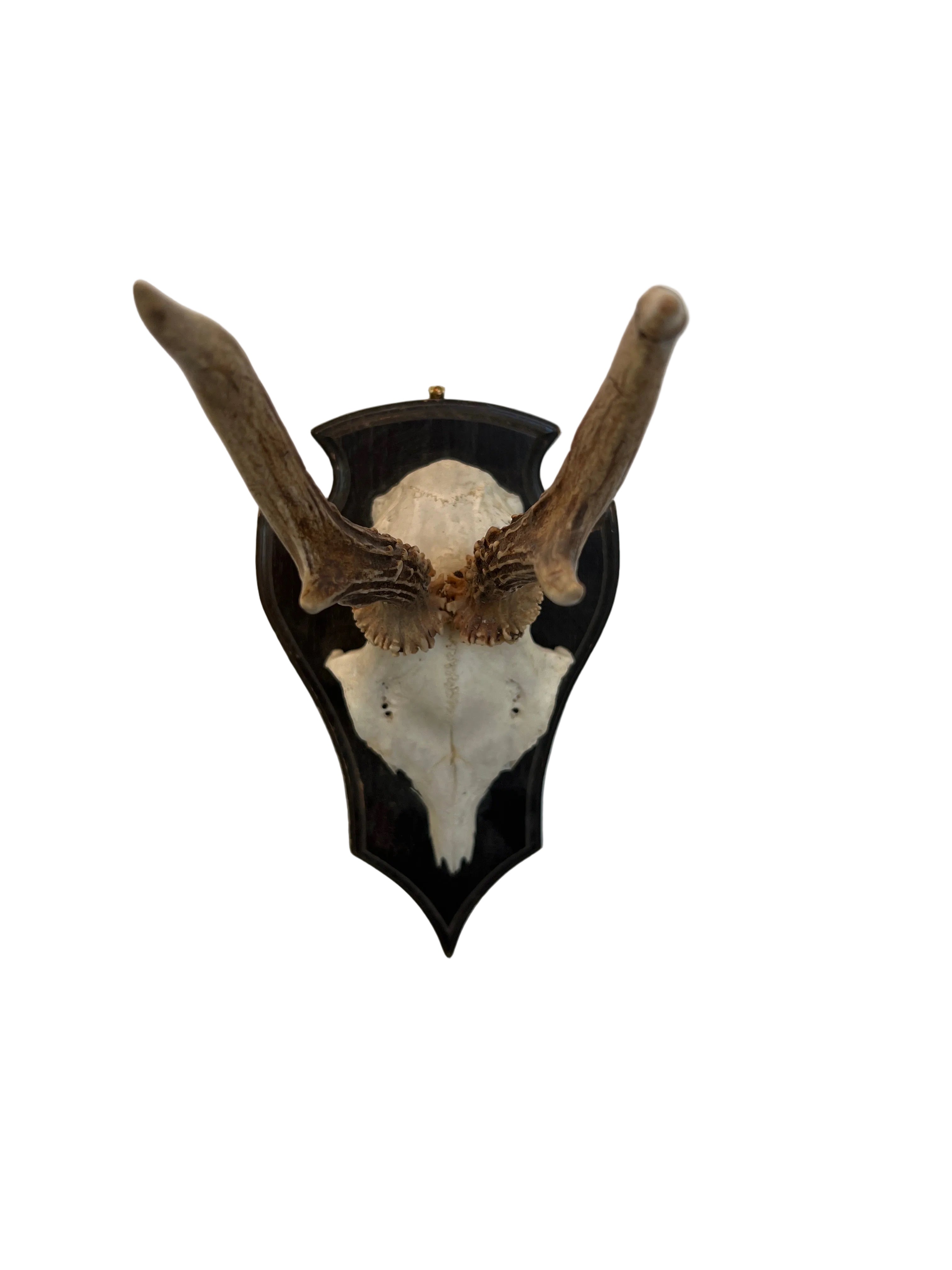 Vintage Roe Deer Antlers