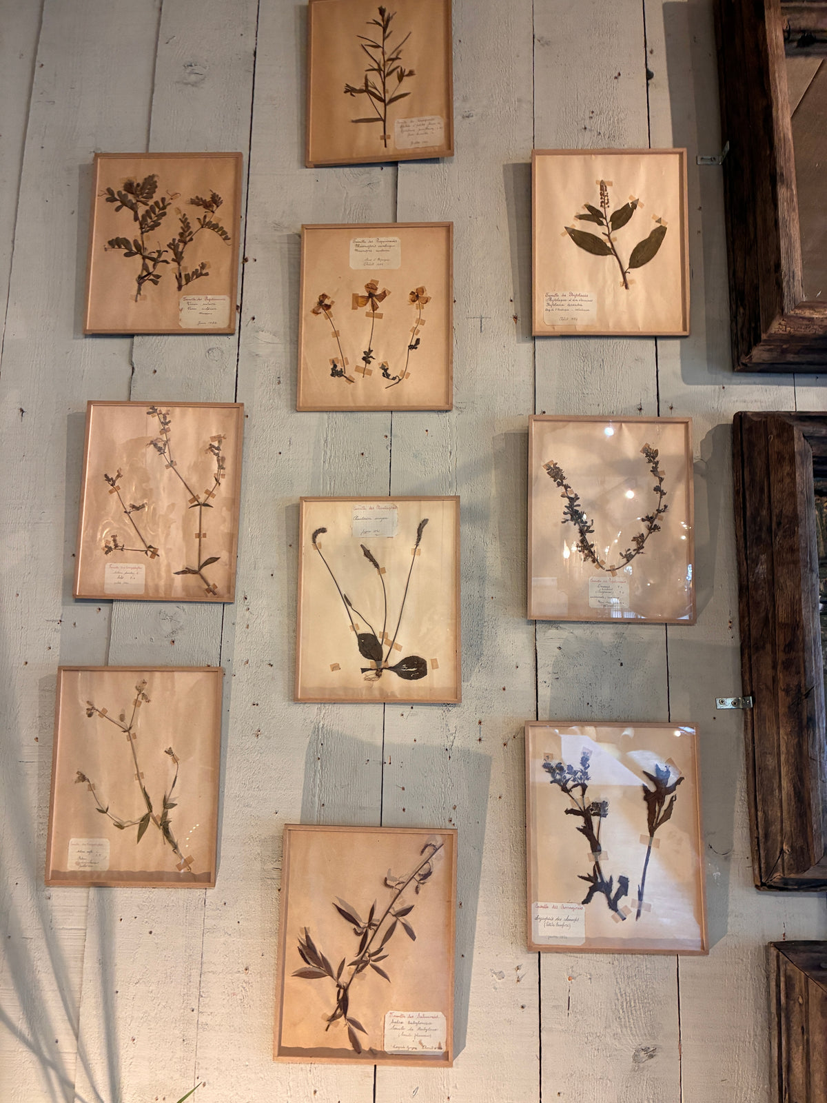 1900s Botanical on Paper