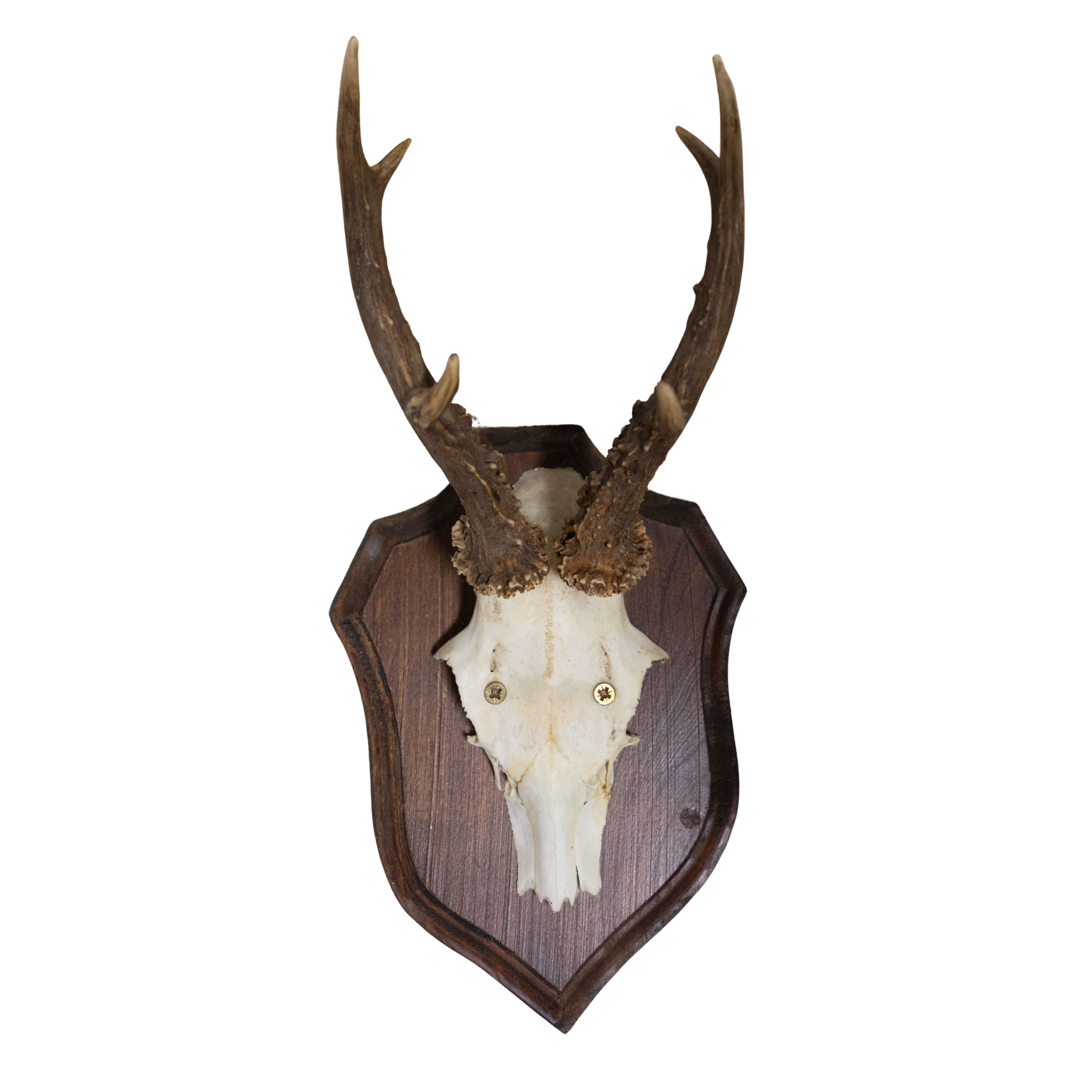 Small Antlers on Wood