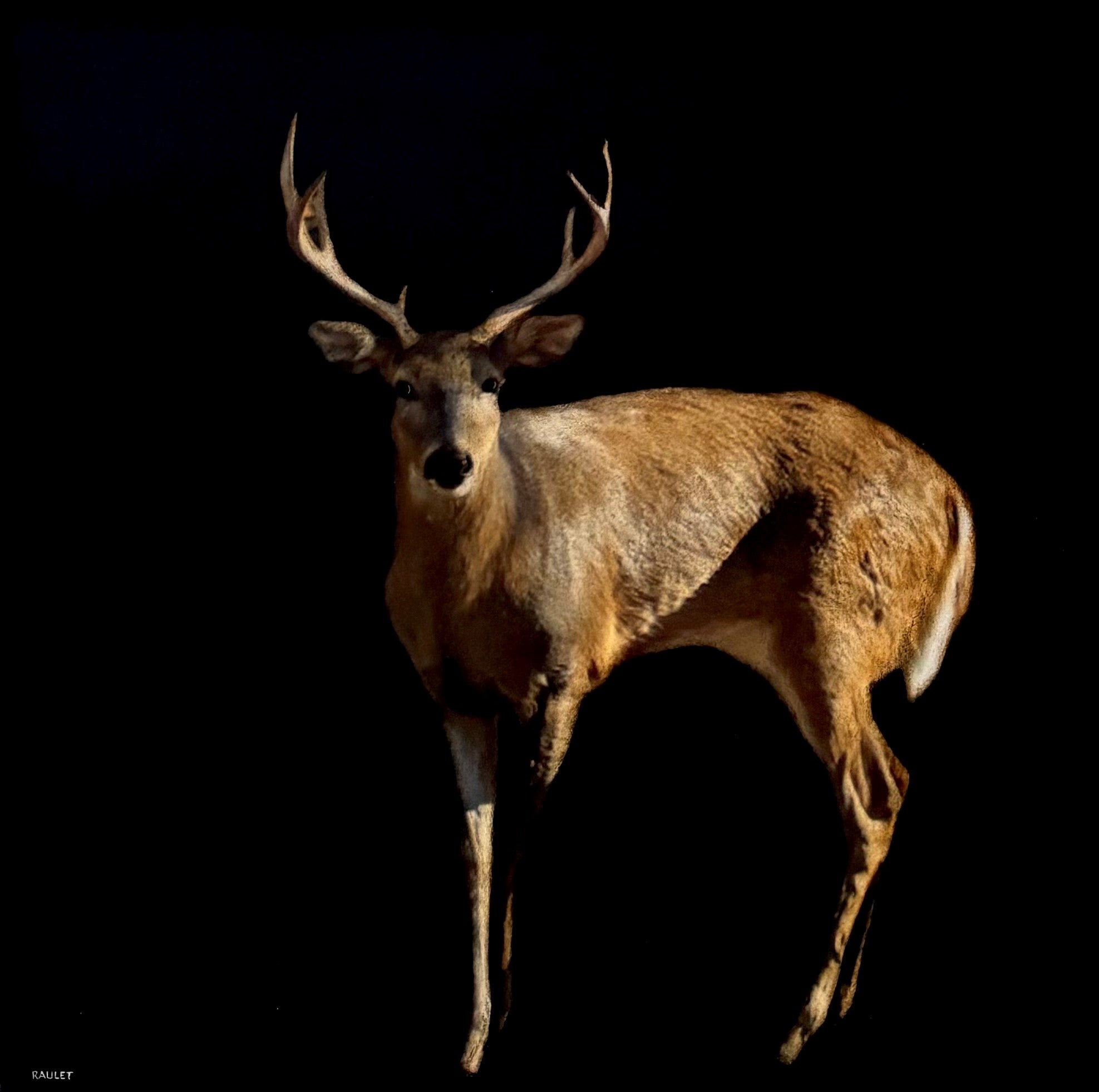 Dawne Raulet - Quick Buck (40 x 40)