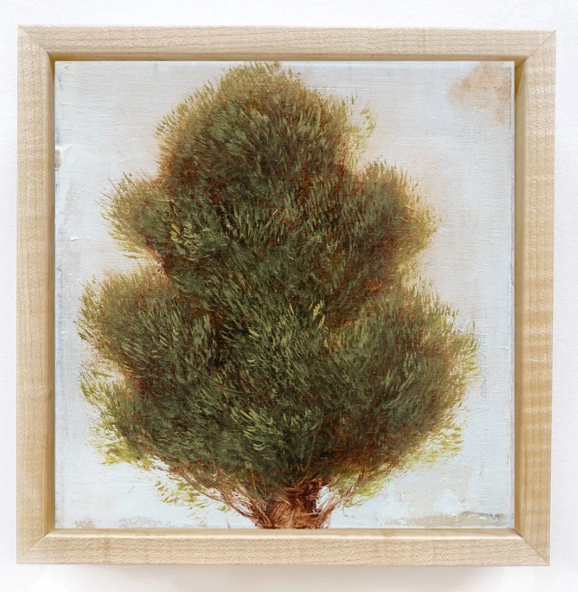 Jessica Pisano - Cedar Tree (7 x 7)