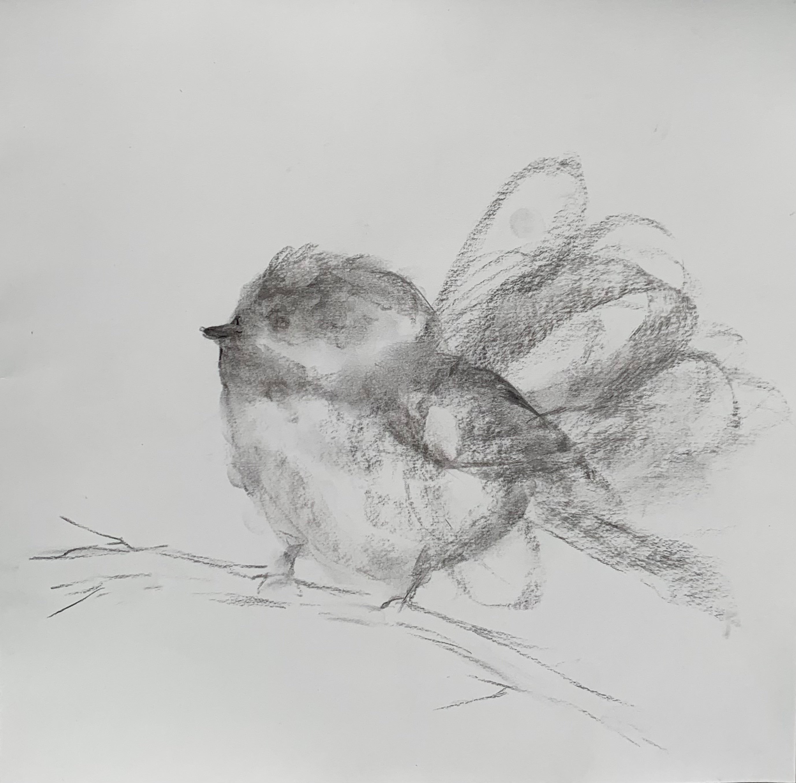 Judith Williams - Feathered Bliss (12 x 12)