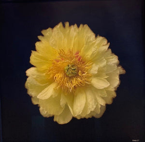 Dawne Raulet - Fleur (32 x 32)