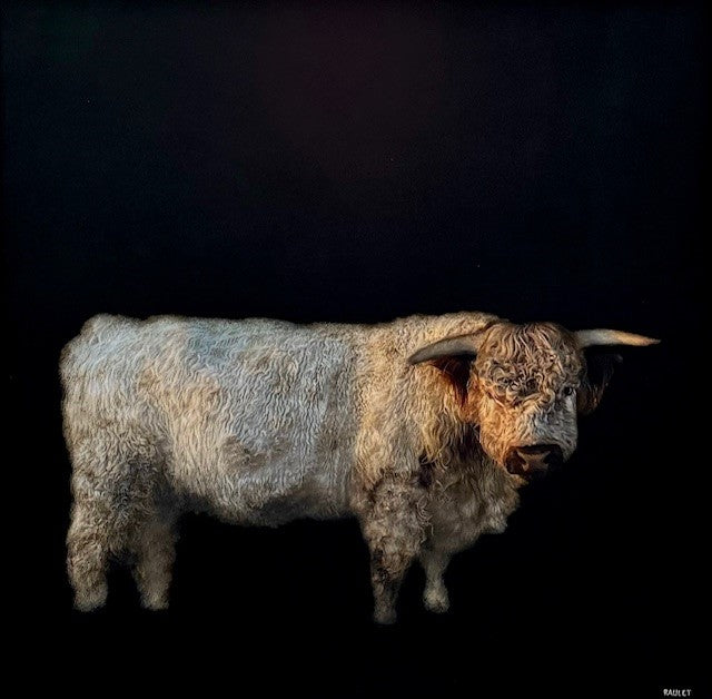 Dawne Raulet - Highland Cow (40 x 40)