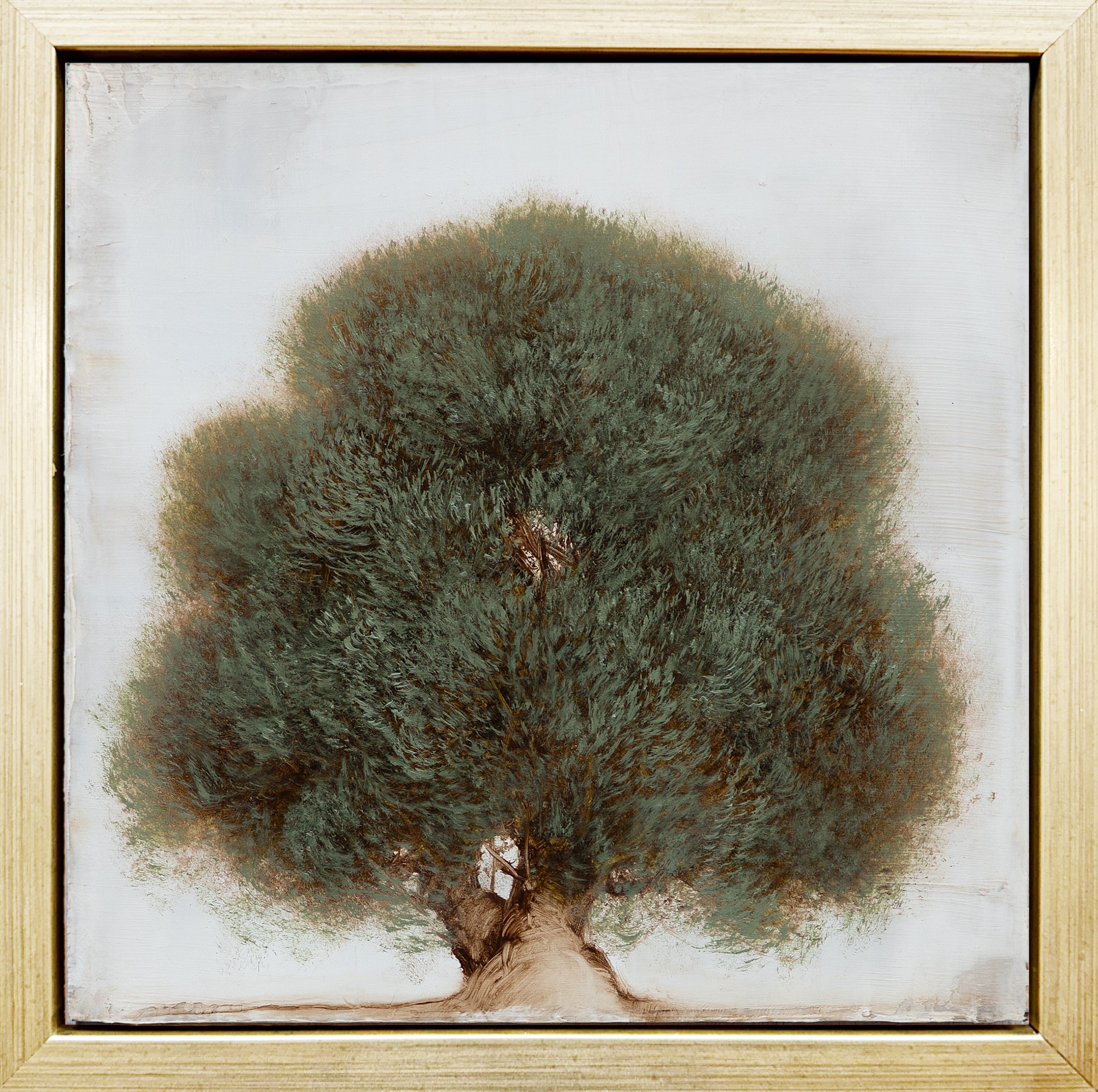 Jessica Pisano - Old Olive (8 x 8)