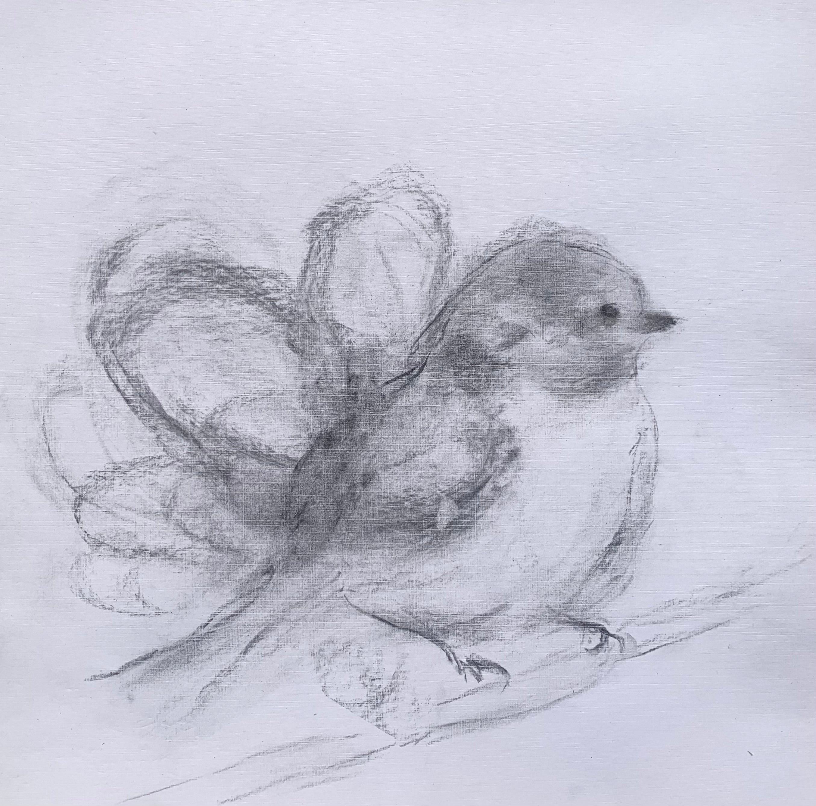 Judith Williams - Pipsquak (12 x 12)
