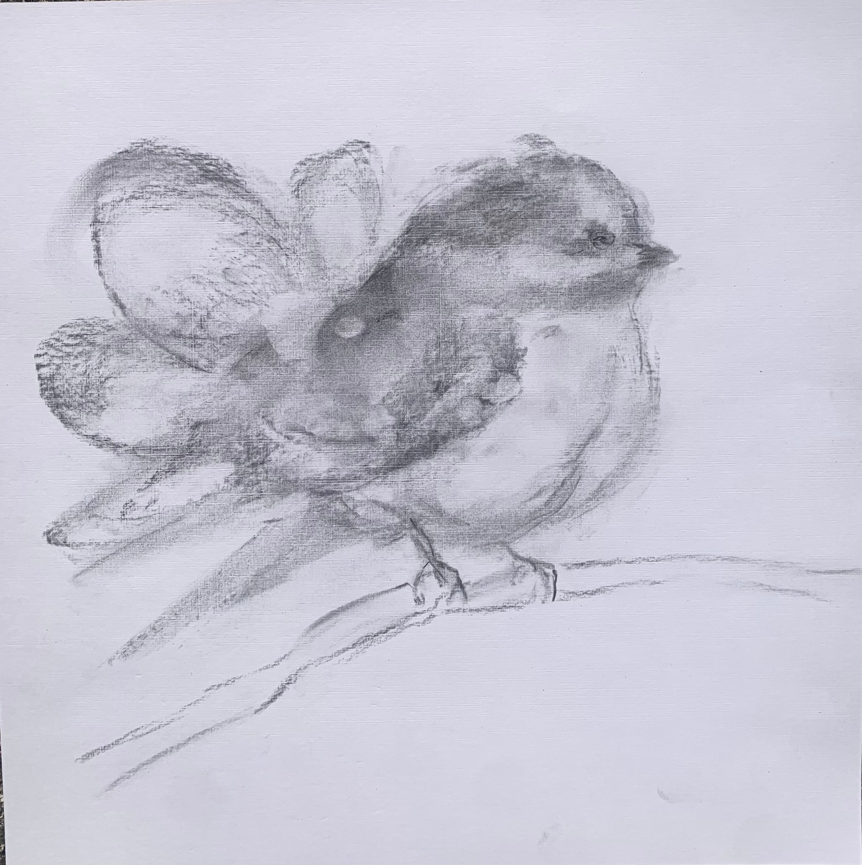 Judith Williams - Tiny Boss (12 x 12)