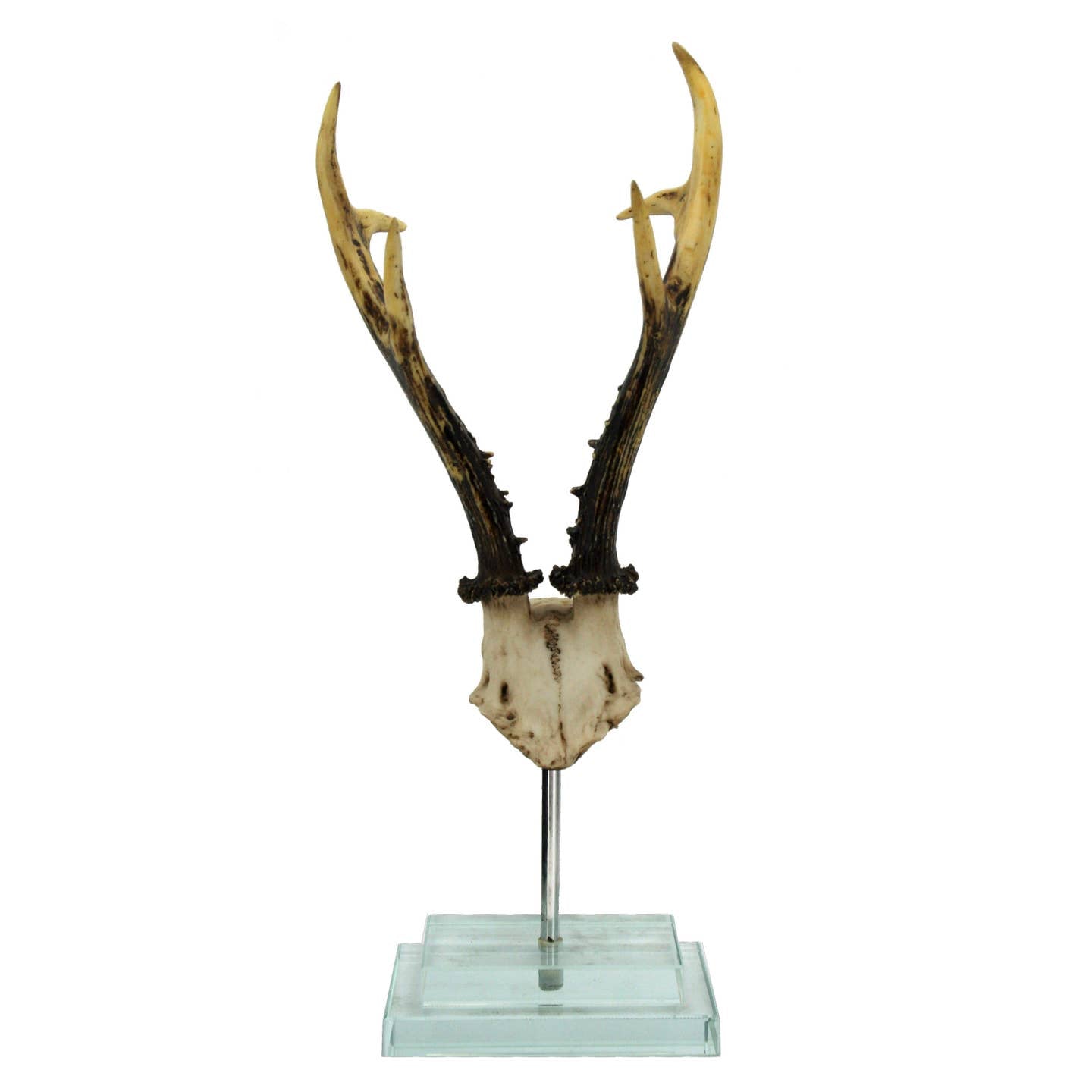 Large Antler on Double Glass Base