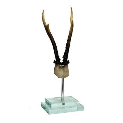 Smaller Antler on Double Glass Base