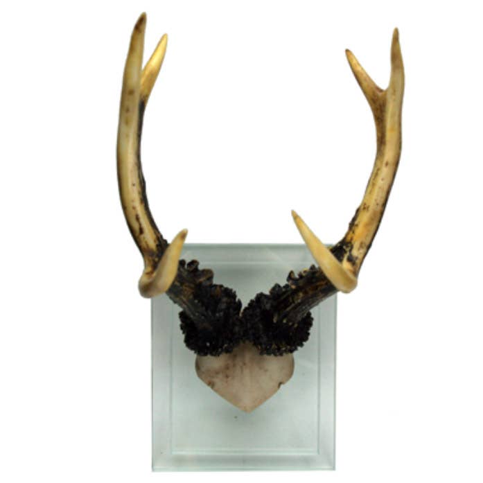 Antler Double Glass Wall Mount