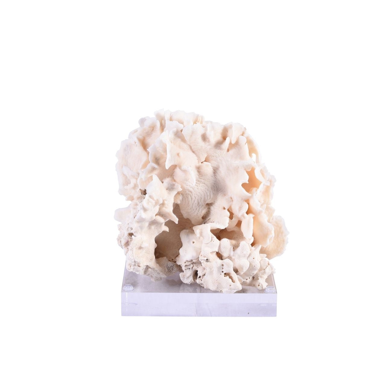 Small Cactus Coral on Acrylic Base