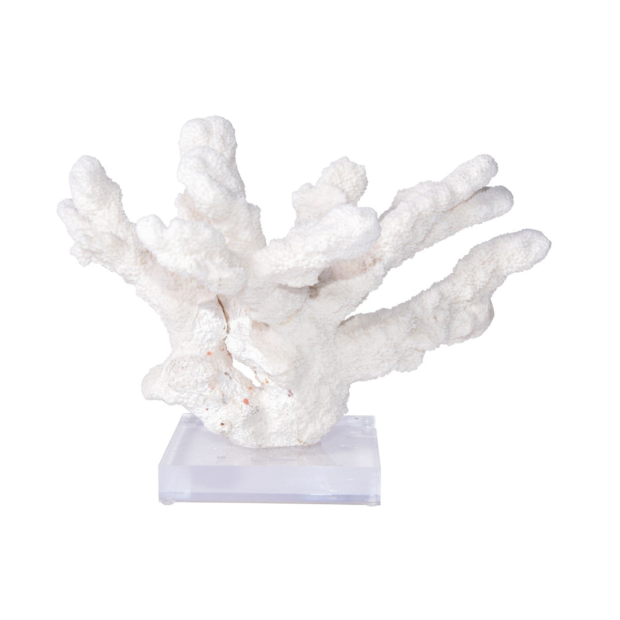 Catspaw Coral on Acrylic Base