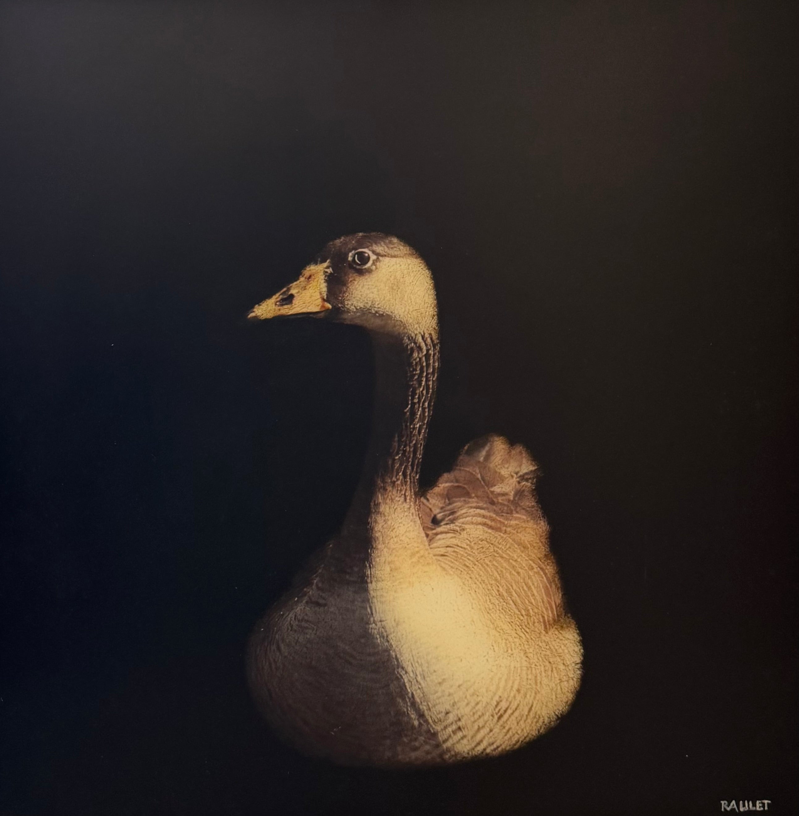 Dawne Raulet - Goose on the Rocks (18 x 18)