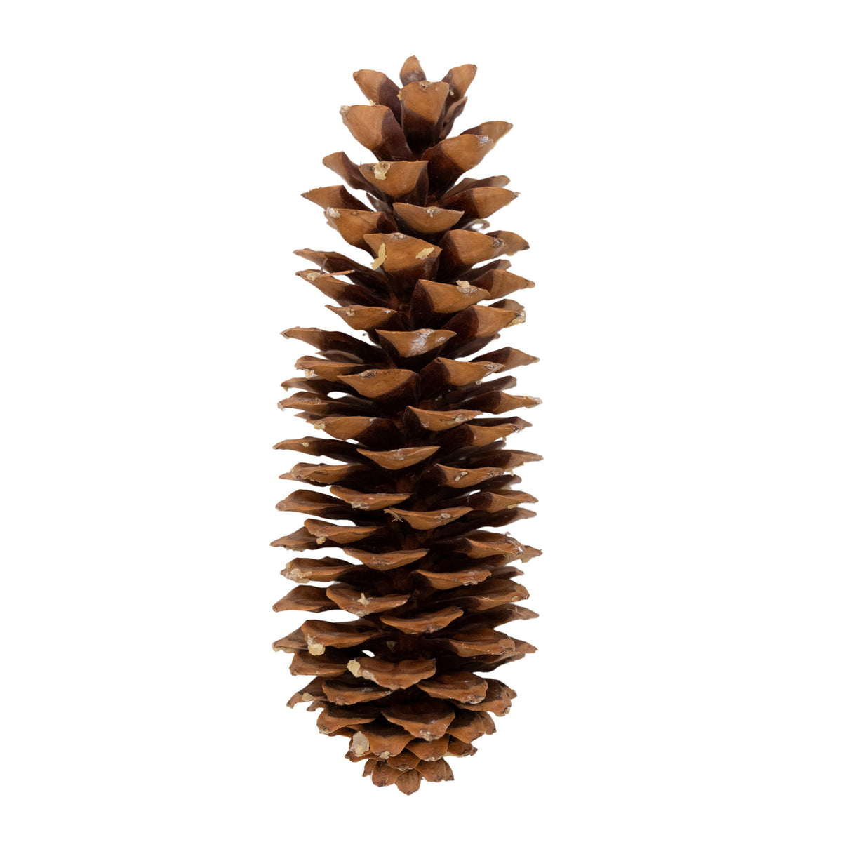 Sugar Pine Cone