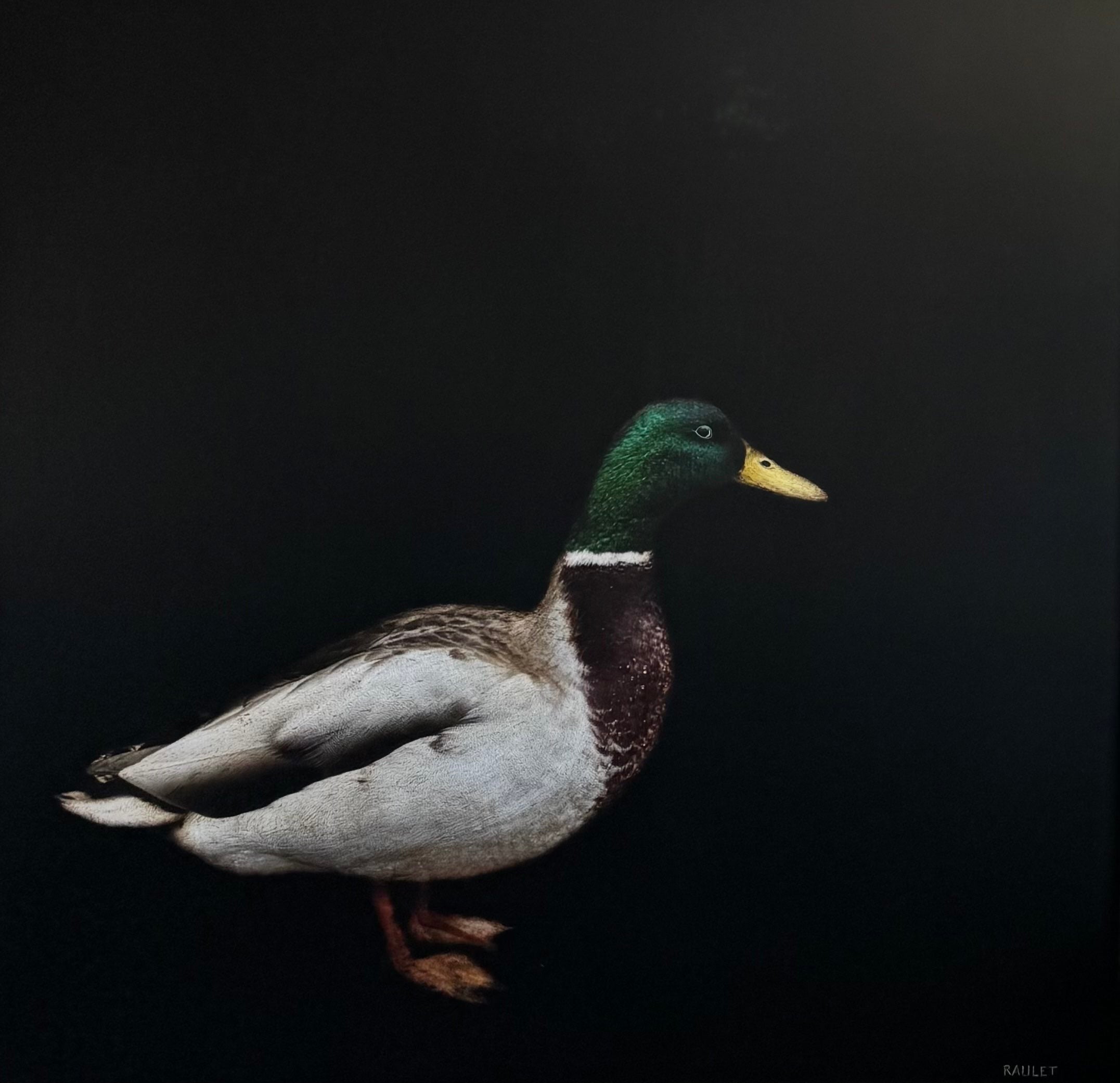 Dawne Raulet - Quack of Dawn (40 x 40)