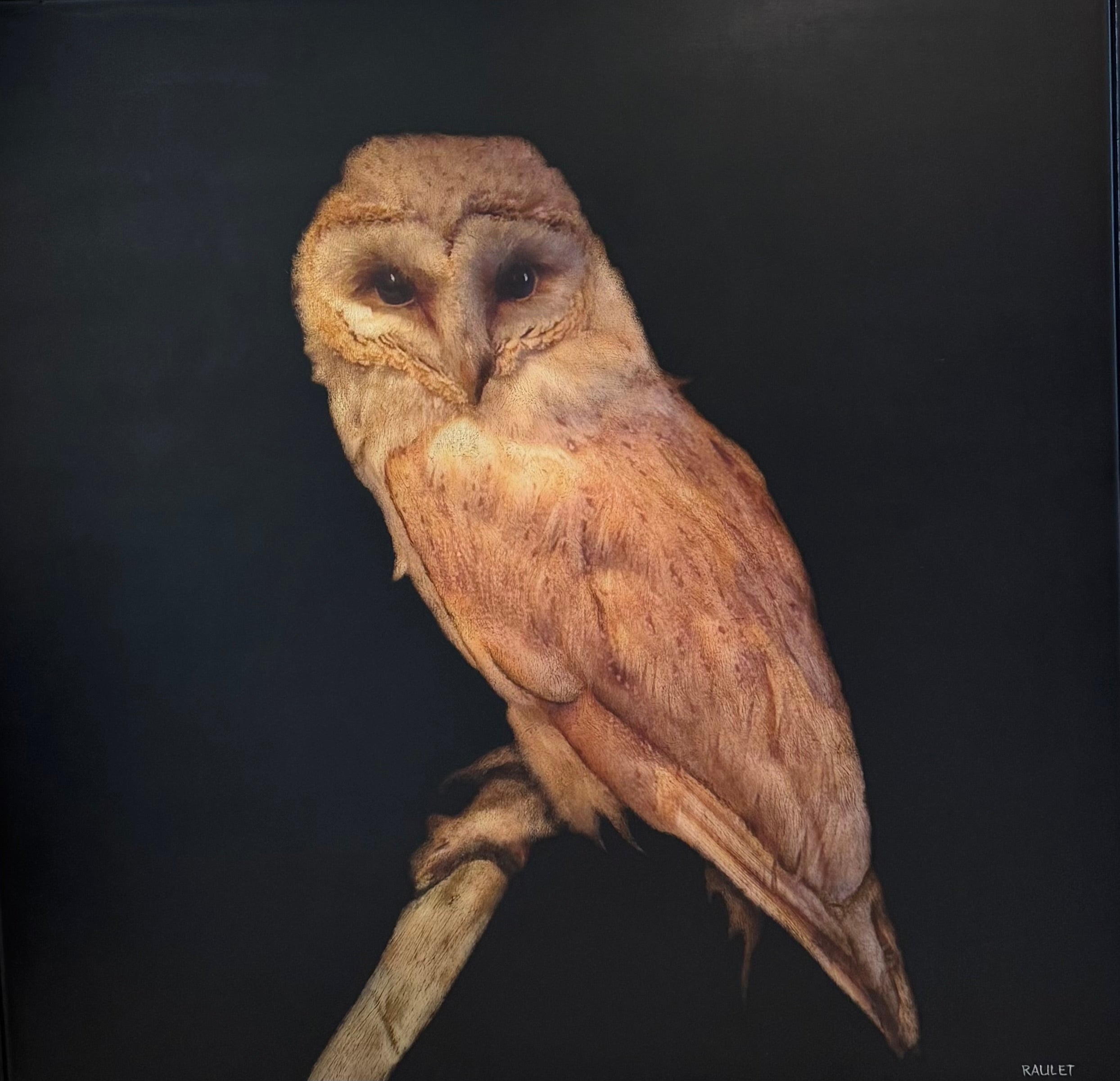 Dawne Raulet - Night Owl Neat (40 x 40)